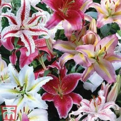 Oriental Lily Collection