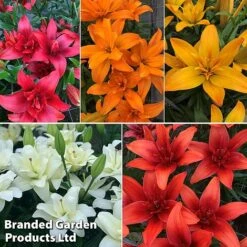 Lily (Pollen Free) Collection