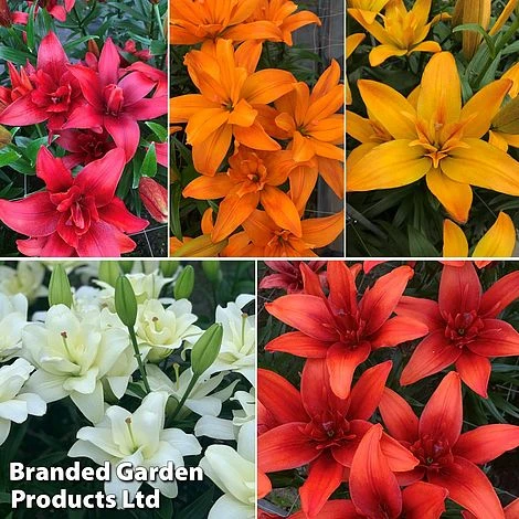 Lily (Pollen Free) Collection