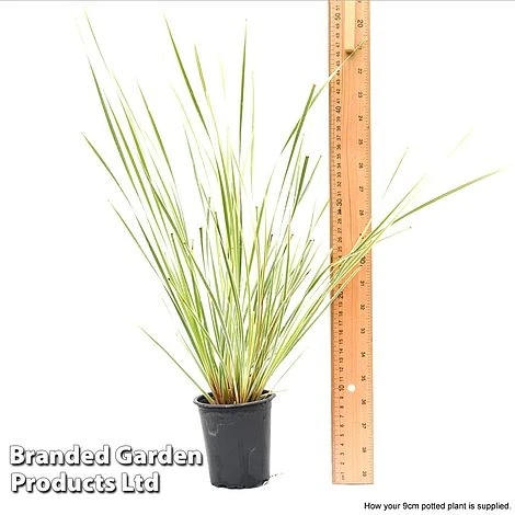 Lomandra 'White Sands' - Image 12