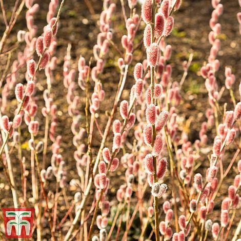 Salix Gracilistyla 'Mount Aso' - Image 2