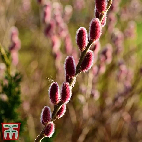 Salix Gracilistyla 'Mount Aso' - Image 4