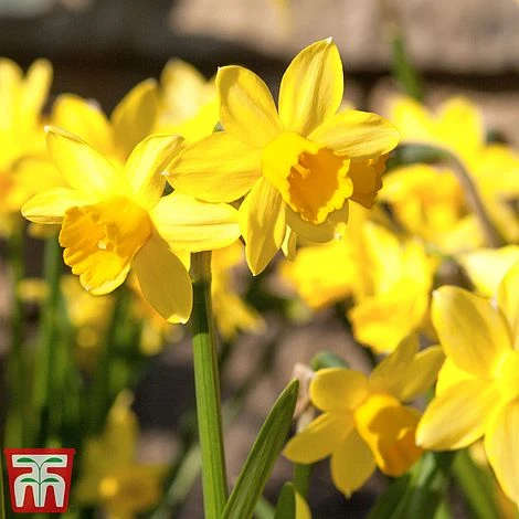 Narcissus Cornish Miniatures Collection - Image 2