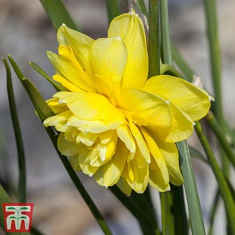 Narcissus Cornish Miniatures Collection - Image 4