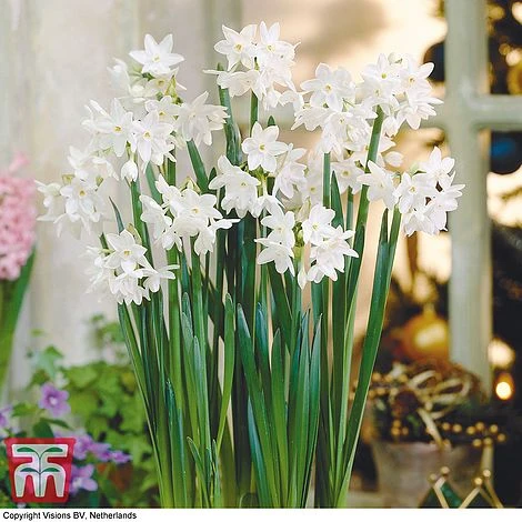 Narcissus Papyraceus