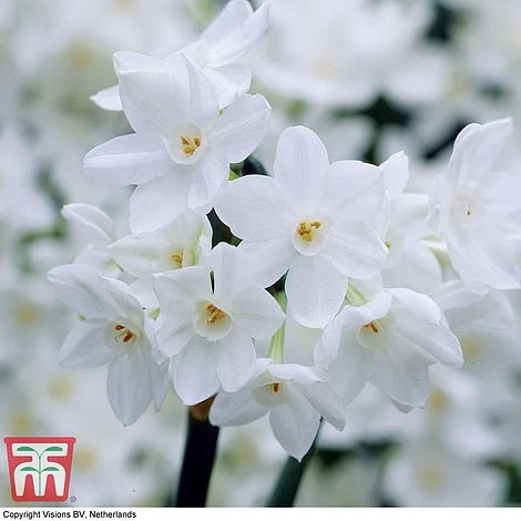 Narcissus Papyraceus - Image 2