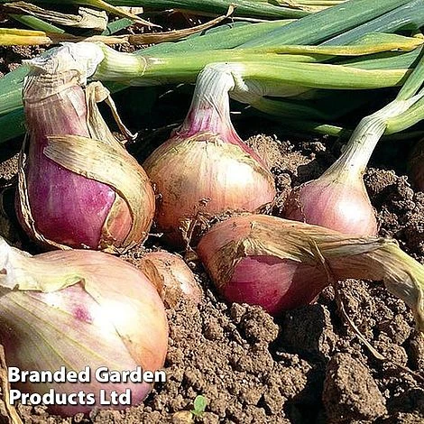 Onion Triple Pack (Spring) - Image 3