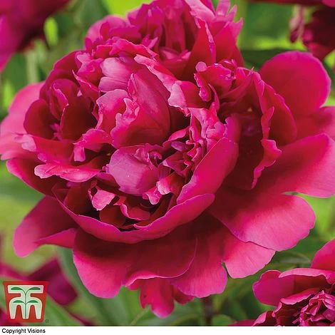 Peony Trio - Image 2