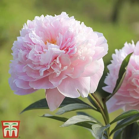 Peony Trio - Image 3