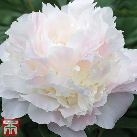 Peony Trio - Image 4