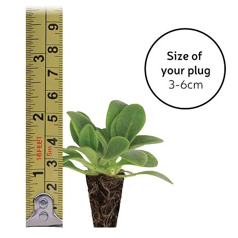 Gaillardia 'Mesa Bright Bicolour' - Image 3