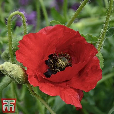 Poppy 'Brilliant'