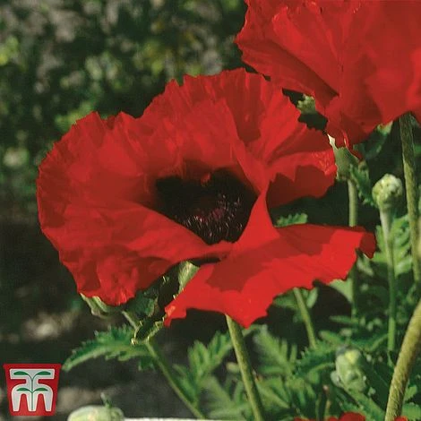 Poppy 'Brilliant' - Image 2