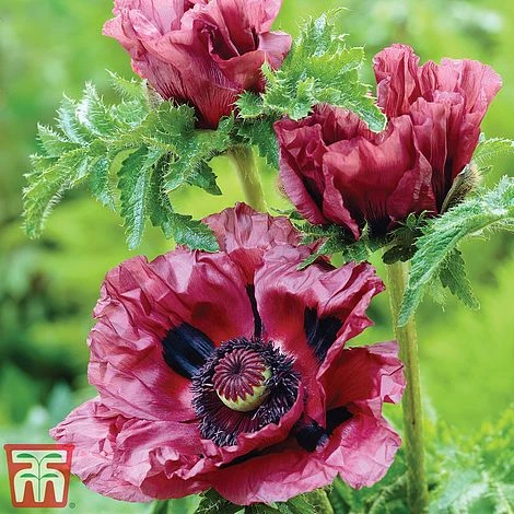 Poppy 'Pattys Plum'