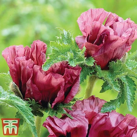 Poppy 'Pattys Plum' - Image 2