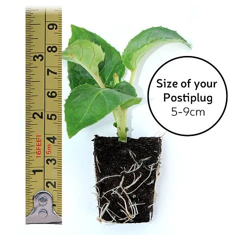 Fuchsia 'Lady In Black' - Image 4