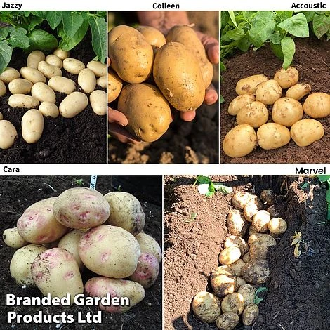 Potato Blight Tolerant Collection - Image 2