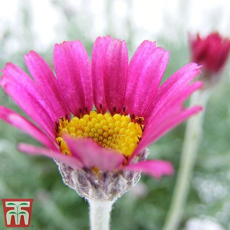 Rhodanthemum 'Marrakech' - Image 2