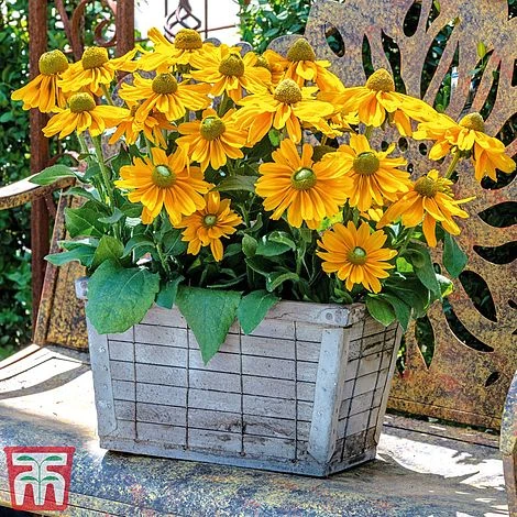 Rudbeckia Hirta 'Amarillo Gold'