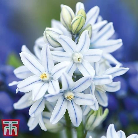 Woodland Garden Saver Collection - Image 5