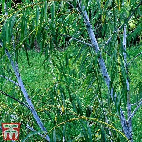 Salix Acutifolia 'Blue Streak' - Image 2