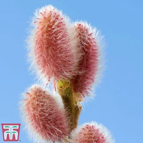 Salix Gracilistyla 'Mount Aso' - Image 5
