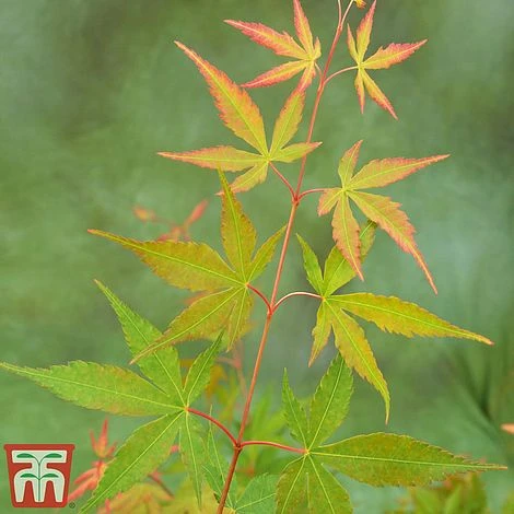 Acer Palmatum 'Sango-kaku' - Image 2