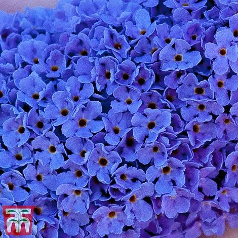Buddleja 'Buzz® Sky Blue' - Image 4