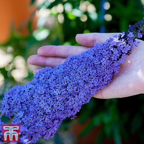 Buddleja 'Buzz® Sky Blue'
