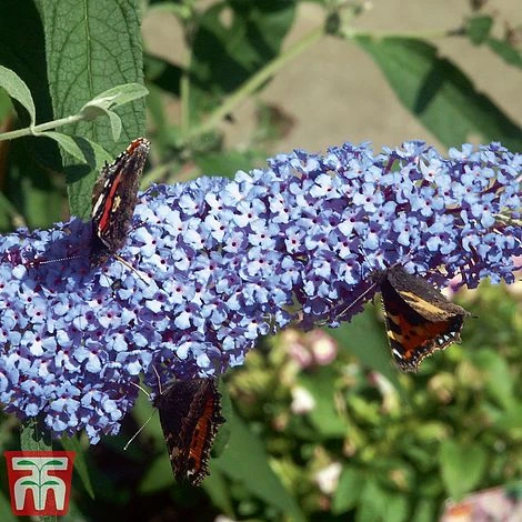 Buddleja 'Buzz® Sky Blue' - Image 3