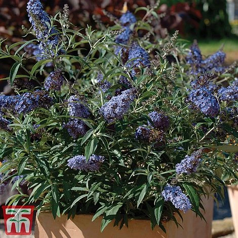 Buddleja 'Buzz® Sky Blue' - Image 5