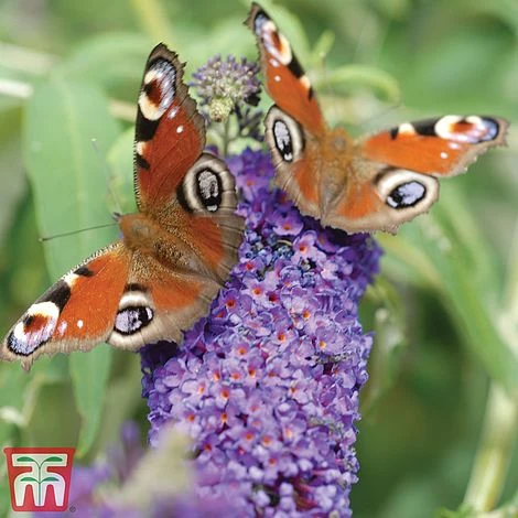 Buddleja 'Buzz® Sky Blue' - Image 2