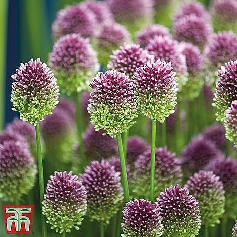 Summer Flowering Bulb Collection - Image 4