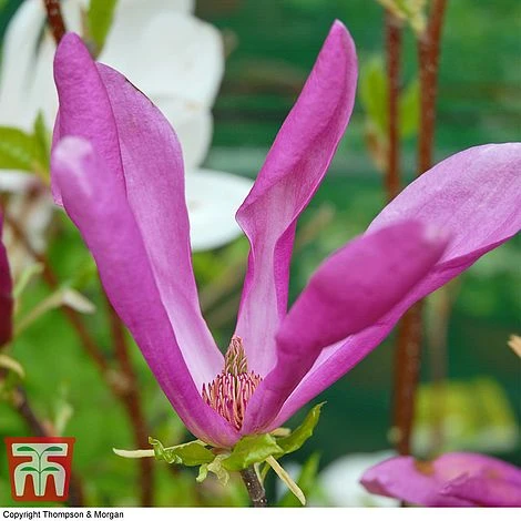 Magnolia 'Susan' - Image 2