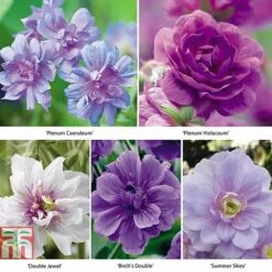 Geranium 'Hardy Doubles Mix'