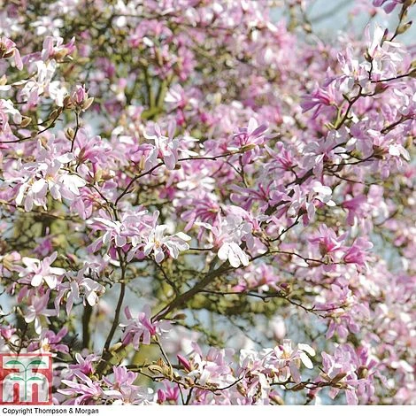 Magnolia Stellata 'Rosea' - Image 2