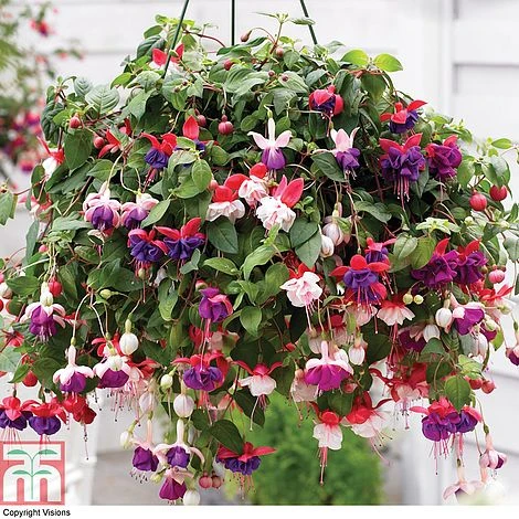 Fuchsia Trailing Pre-Planted Basket