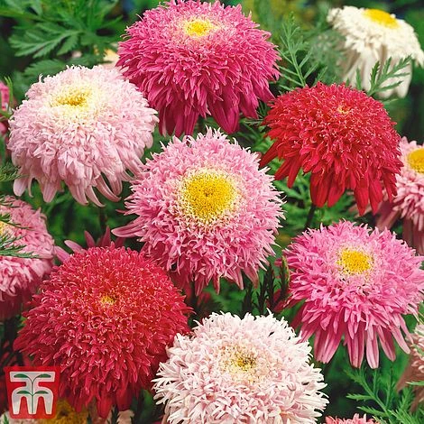 Tanacetum Coccineum 'Semi-double Mix'
