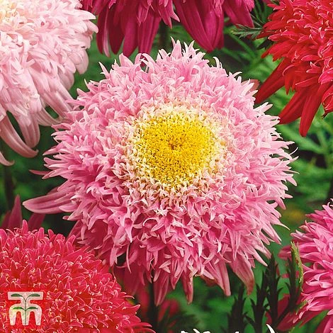 Tanacetum Coccineum 'Semi-double Mix' - Image 2