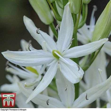 Camassia Leichtlinii Subsp. Leichtlinii - Image 2
