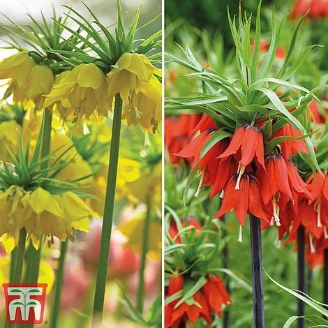 Fritillaria Imperialis Duo - Image 3