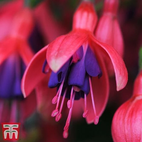 Fuchsia 'Tom Thumb' (Hardy) - Image 3