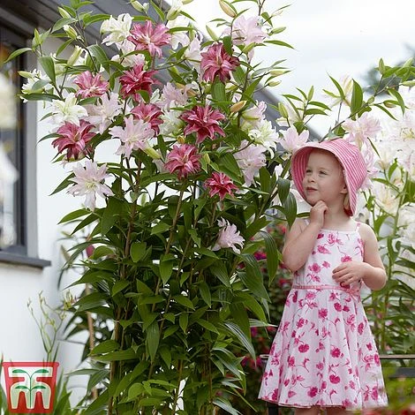 Tree Lily 'Crystal' Collection - Image 2