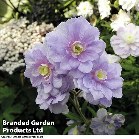 Geranium Hardy Trio - Image 2