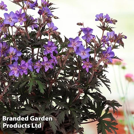 Geranium Hardy Trio - Image 3