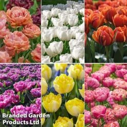 Tulip 'Royal Palace Doubles' Collection
