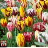 Tulip 'Rembrandt Mix'