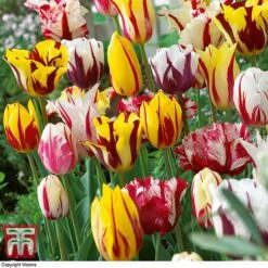 Tulip 'Rembrandt Mix'