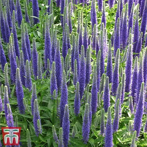 Veronica Spicata 'Royal Candles' - Image 2