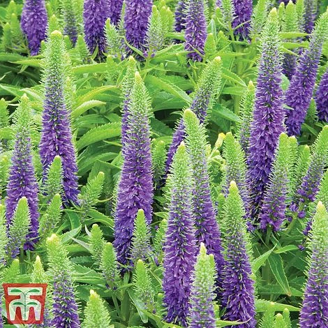 Veronica Spicata 'Royal Candles' - Image 3